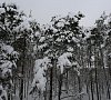 Санаторий «Елочки» Домодедово, отдых все включено №27