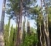 Отель «Дуглас» Пицунда, Абхазия, отдых все включено №16
