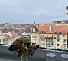 Апартаменты «КранцАпарт на Седьмом небе» Зеленоградск, отдых все включено №46