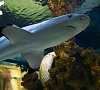 Отель «Ялта Интурист» Крым, отдых все включено №51