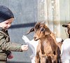 Парк-отель «Покровское-дивное» Истринский район, отдых все включено №37