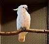 Парк-отель «Покровское-дивное» Истринский район, отдых все включено №26