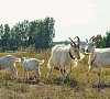 Отельный комплекс Лесное #51