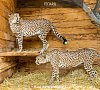 Отель «Ялта Интурист» Крым, отдых все включено №47