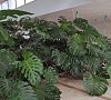 Пансионат «Псоу» Гагра, Абхазия, отдых все включено №28